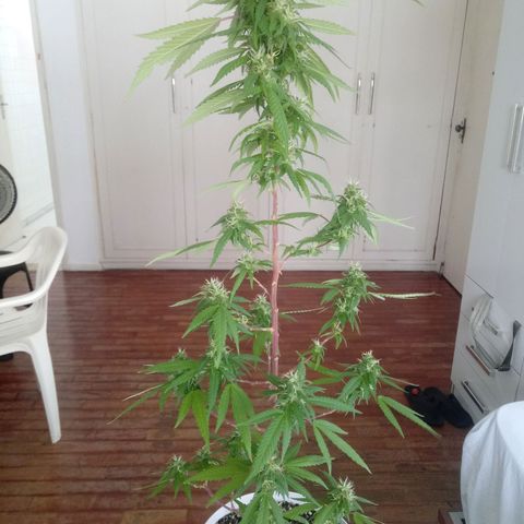 Kush growlog timeline photo