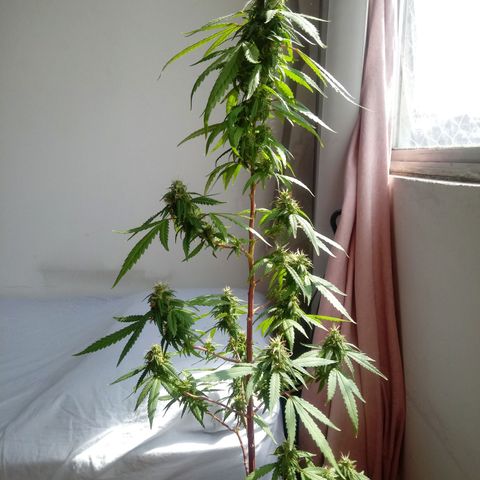 Kush growlog timeline photo