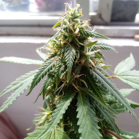 Kush growlog timeline photo