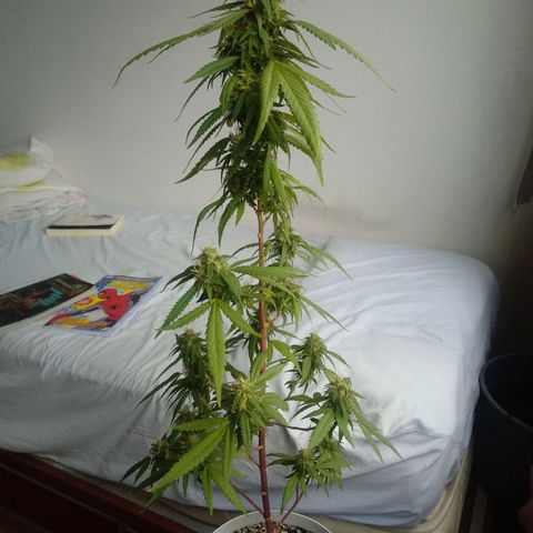 Kush growlog timeline photo