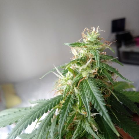 Kush growlog timeline photo