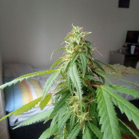 Kush growlog timeline photo