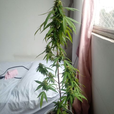 Kush growlog timeline photo