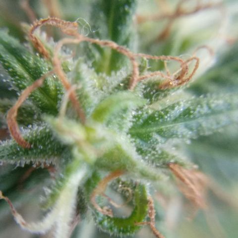 Kush growlog timeline photo