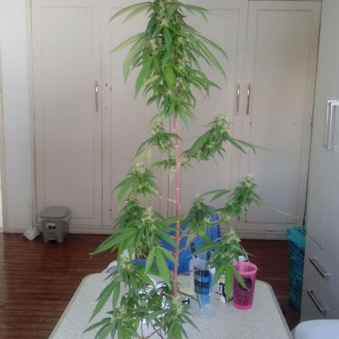 Kush growlog timeline photo
