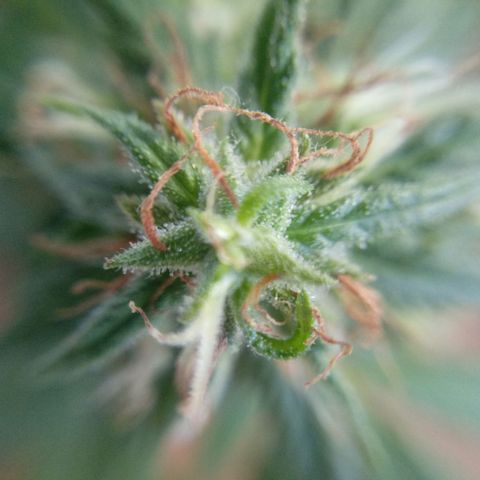 Kush growlog timeline photo