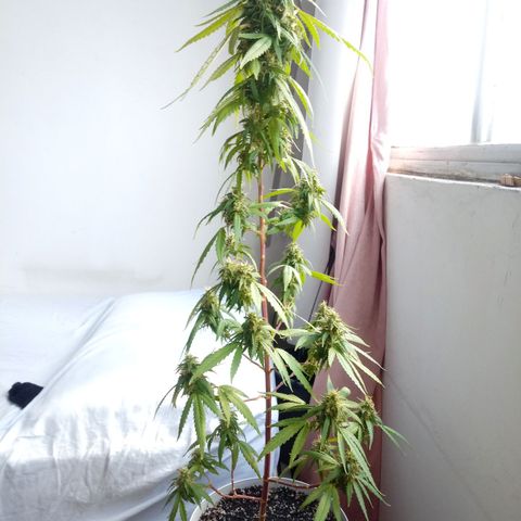 Kush growlog timeline photo
