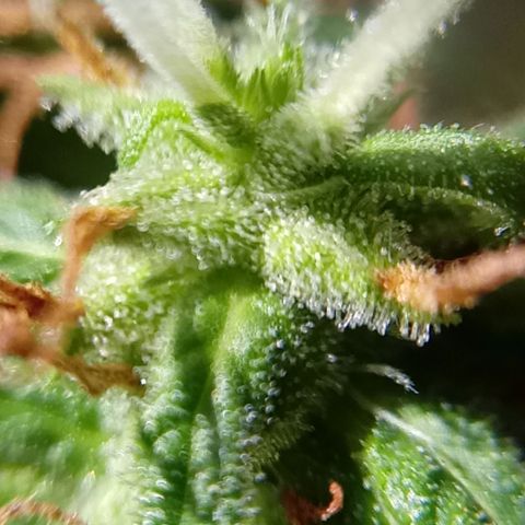 Kush growlog timeline photo