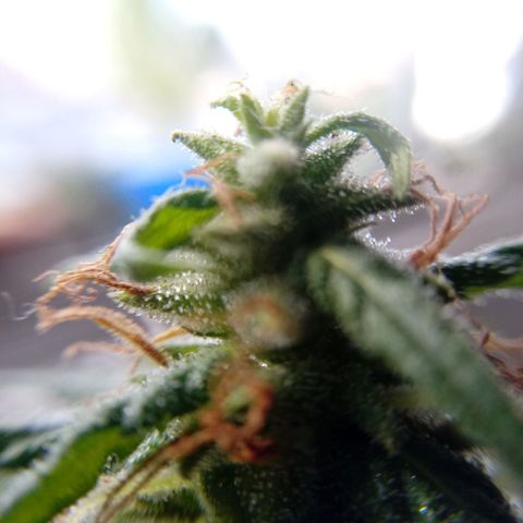Kush growlog timeline photo