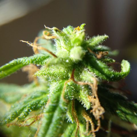 Kush growlog timeline photo