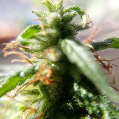 Kush growlog timeline photo