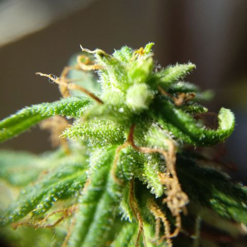 Kush growlog timeline photo