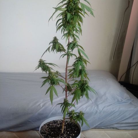 Kush growlog timeline photo