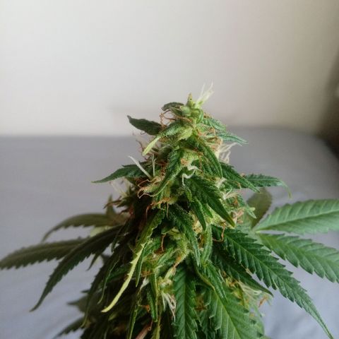 Kush growlog timeline photo