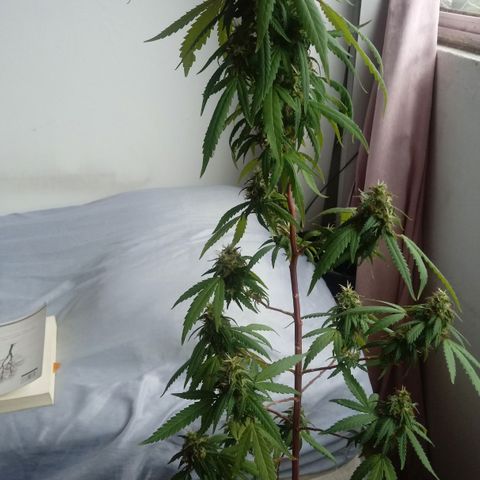 Kush growlog timeline photo