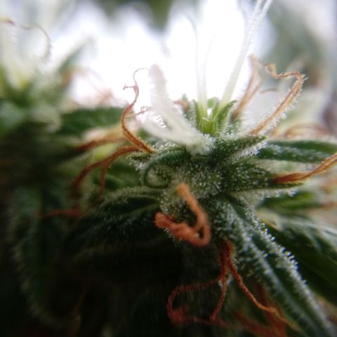 Kush growlog timeline photo