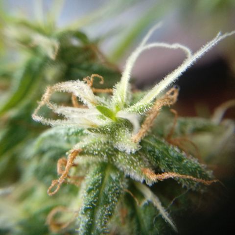 Kush growlog timeline photo