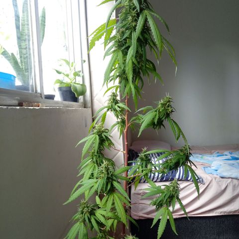 Kush growlog timeline photo