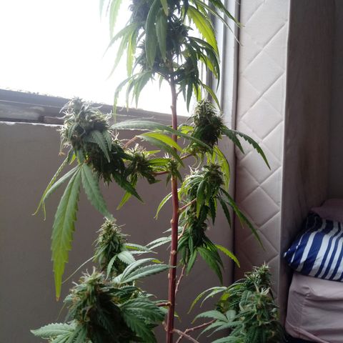 Kush growlog timeline photo