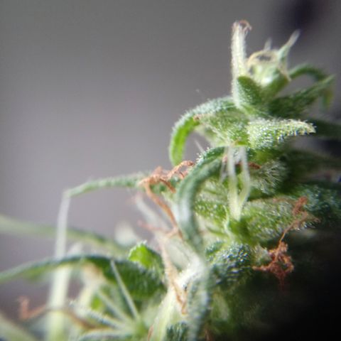 Kush growlog timeline photo