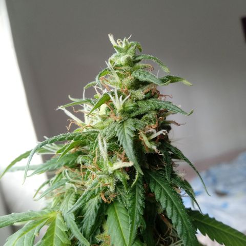 Kush growlog timeline photo