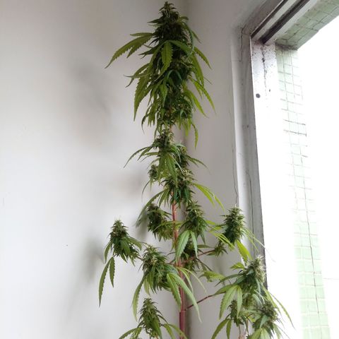 Kush growlog timeline photo