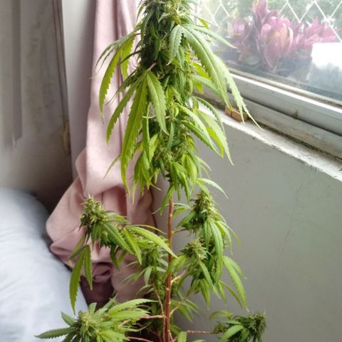 Kush growlog timeline photo