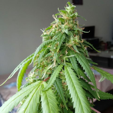 Kush growlog timeline photo