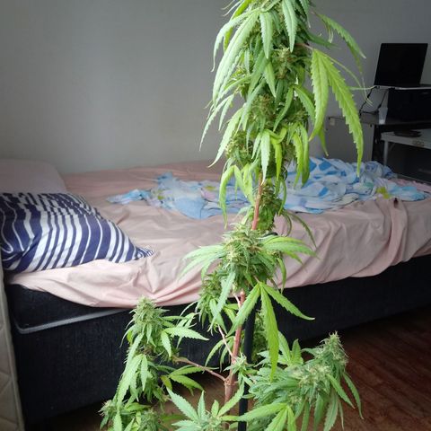 Kush growlog timeline photo