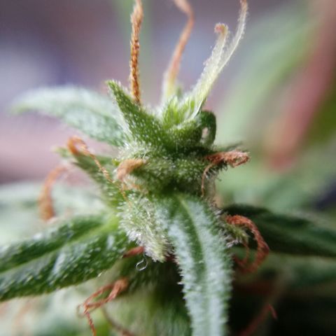 Kush growlog timeline photo