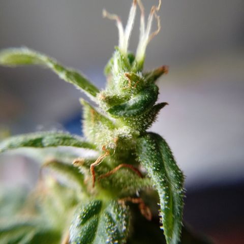 Kush growlog timeline photo