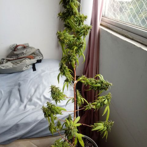 Kush growlog timeline photo