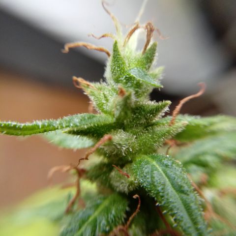 Kush growlog timeline photo