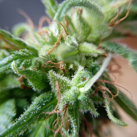 Kush growlog timeline photo