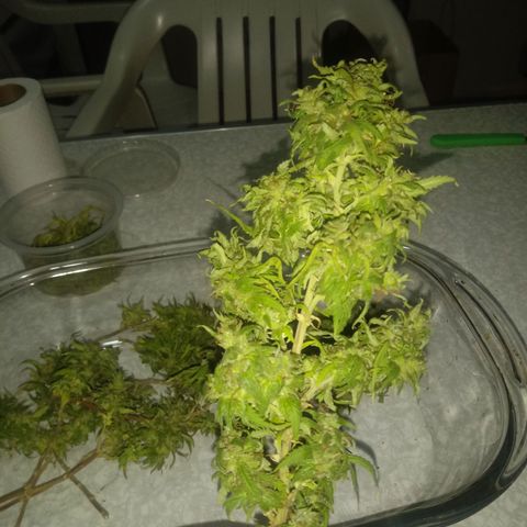 Kush growlog timeline photo