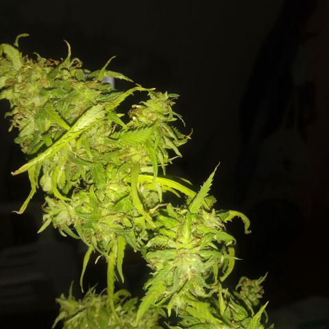 Kush growlog timeline photo