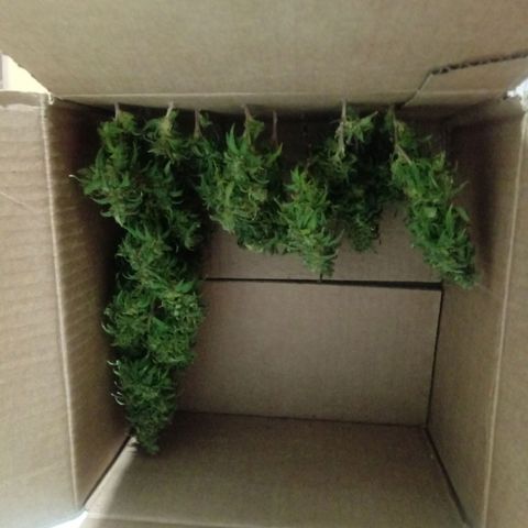Kush growlog timeline photo