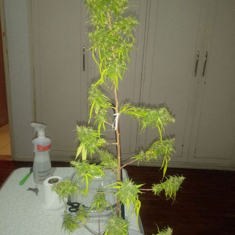 Kush growlog timeline photo