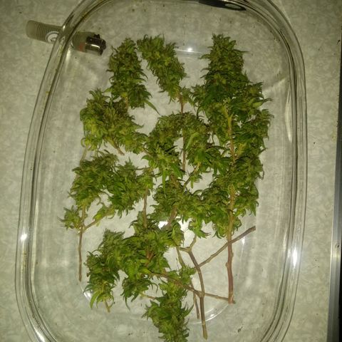 Kush growlog timeline photo
