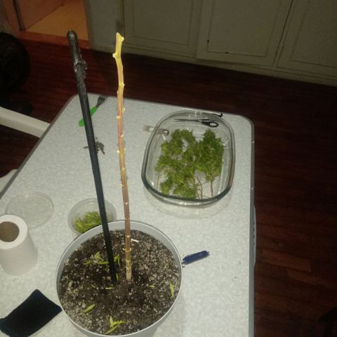 Kush growlog timeline photo
