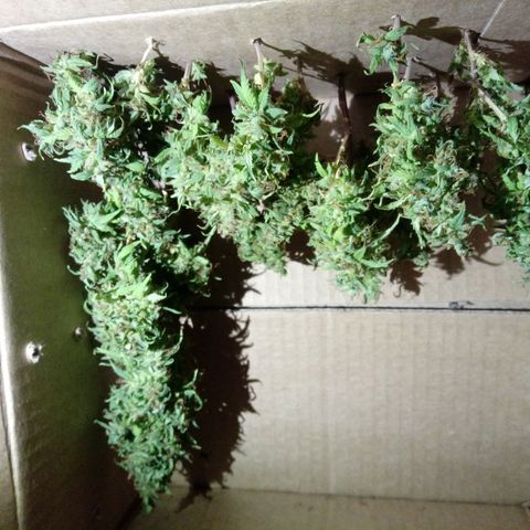 Kush growlog timeline photo