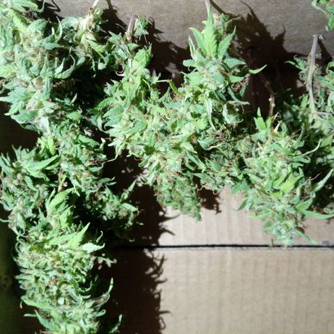 Kush growlog timeline photo