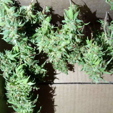 Kush growlog timeline photo