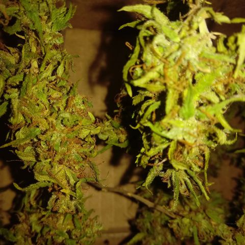 Kush growlog timeline photo