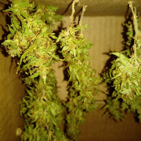Kush growlog timeline photo
