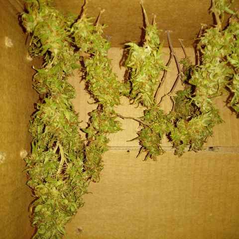 Kush growlog timeline photo