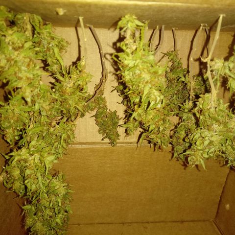 Kush growlog timeline photo