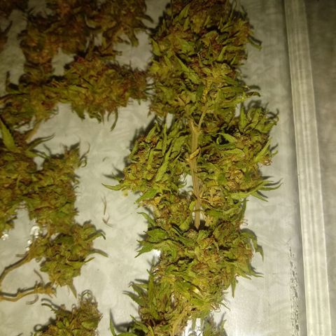 Kush growlog timeline photo
