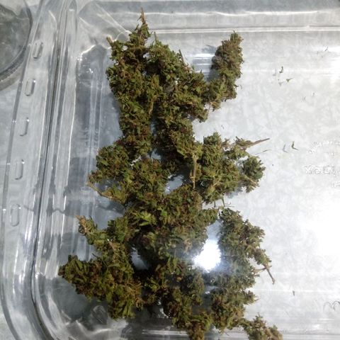 Kush growlog timeline photo