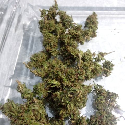 Kush growlog timeline photo